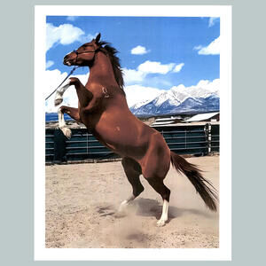 #0216  Horse Raised on 2 Legs 4x6 Version Glossy Photo Fast Ship